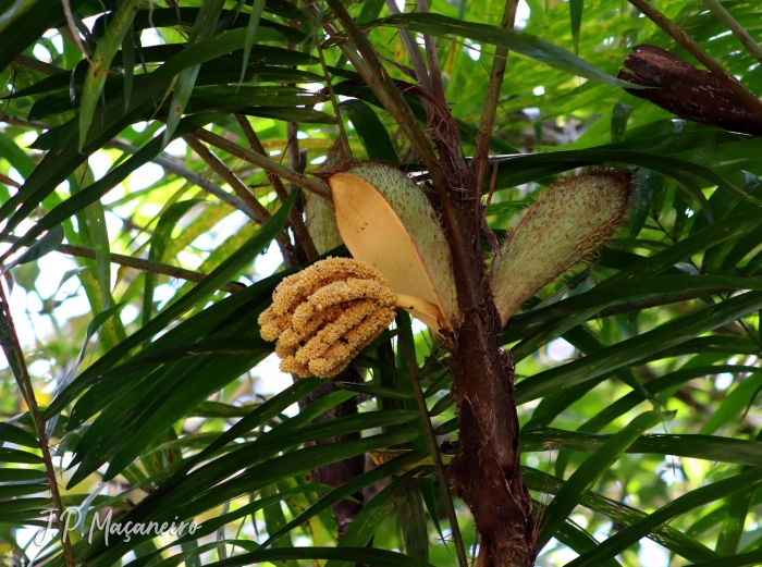 Bactris setosa