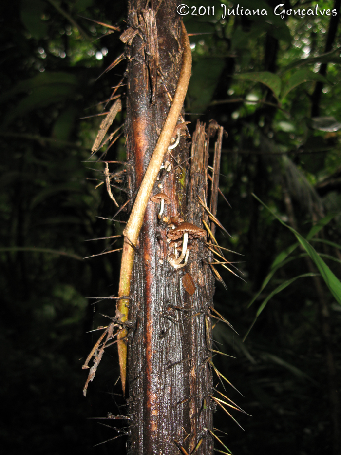 Bactris setosa