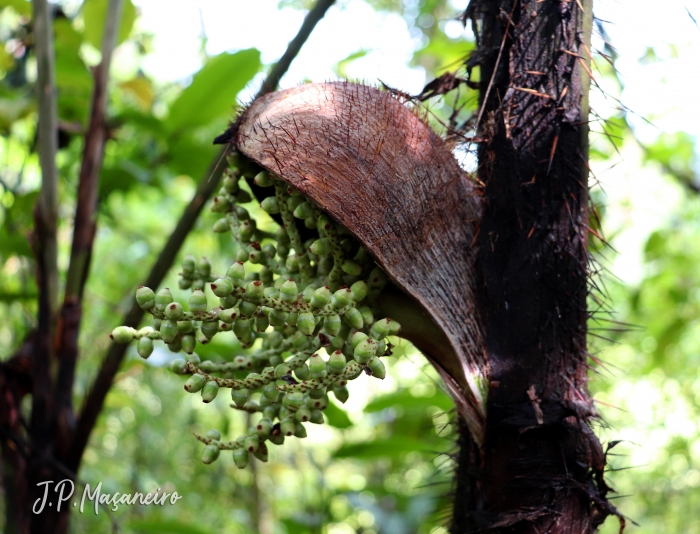 Bactris setosa