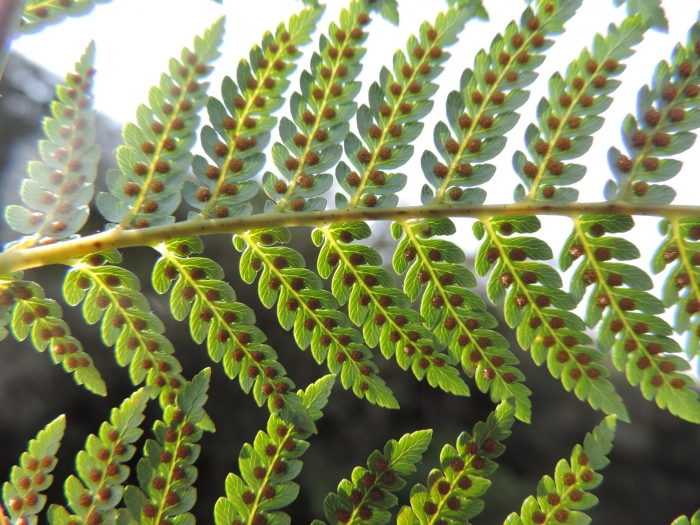 Lophosoria quadripinnata