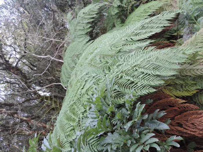 Lophosoria quadripinnata