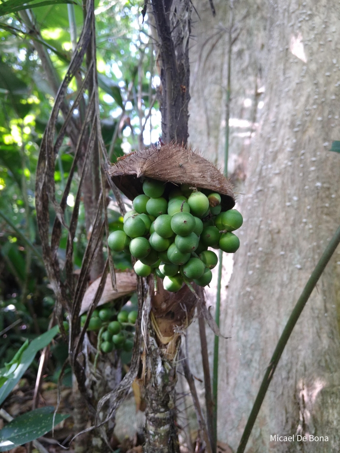 Bactris setosa