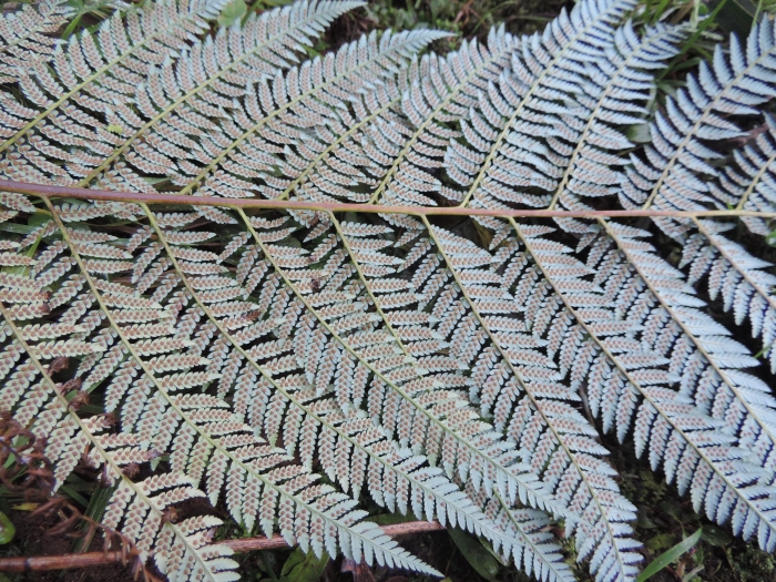 Lophosoria quadripinnata