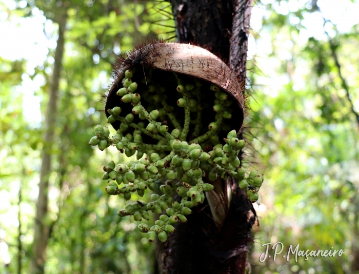 Bactris setosa