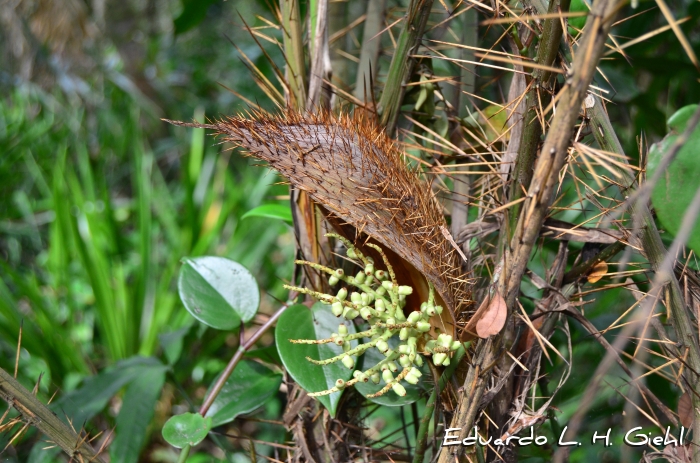 Bactris setosa