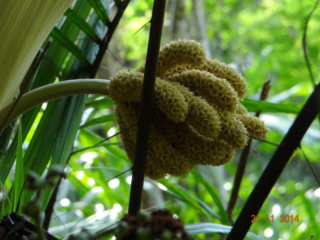 Bactris setosa