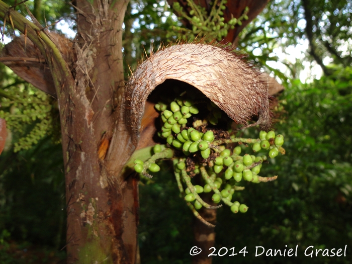 Bactris setosa