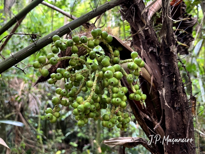 Bactris setosa