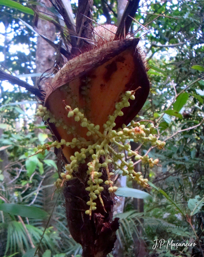 Bactris setosa