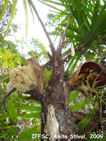 Bactris setosa