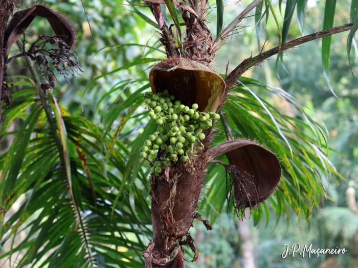 Bactris setosa