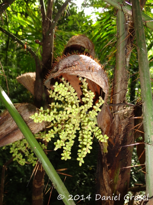 Bactris setosa