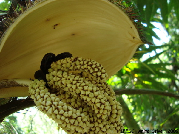 Bactris setosa