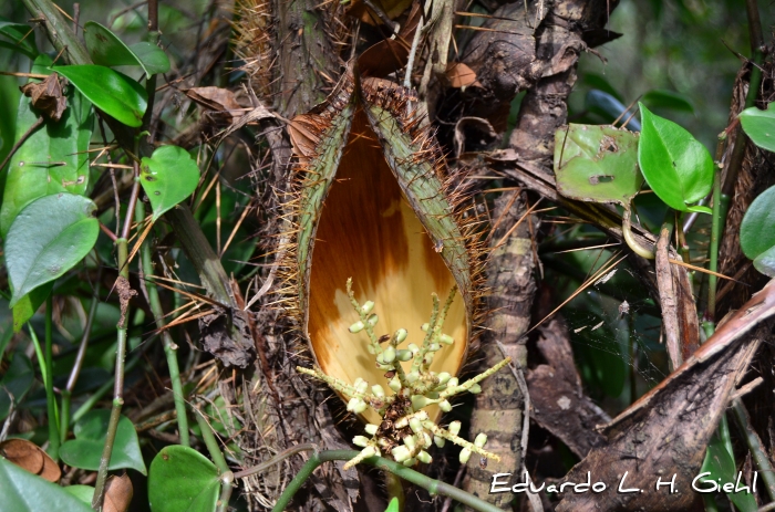 Bactris setosa