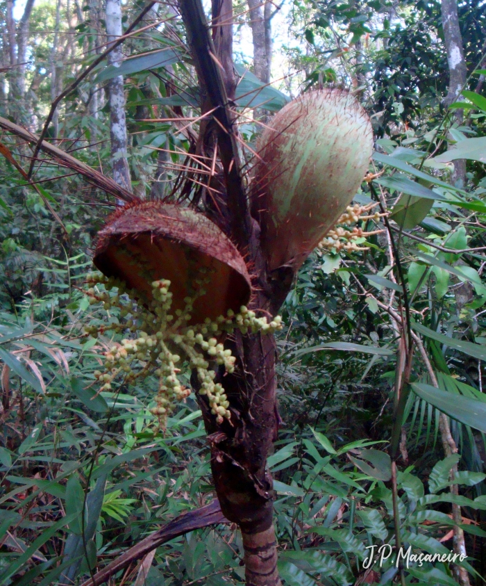 Bactris setosa