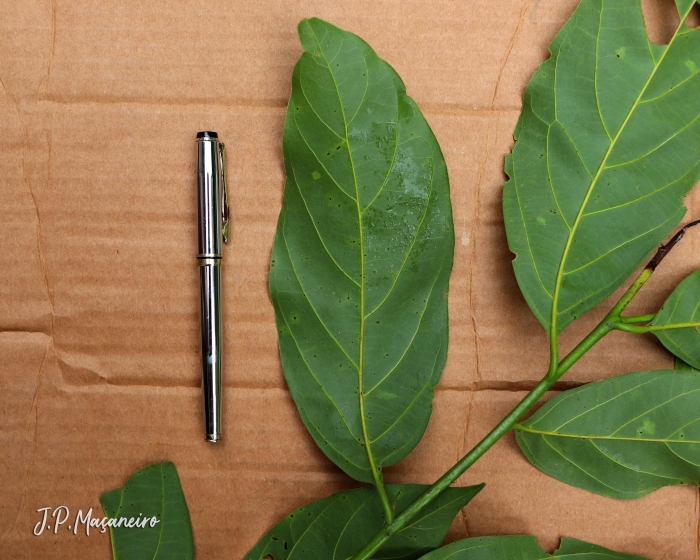 Nectandra leucantha