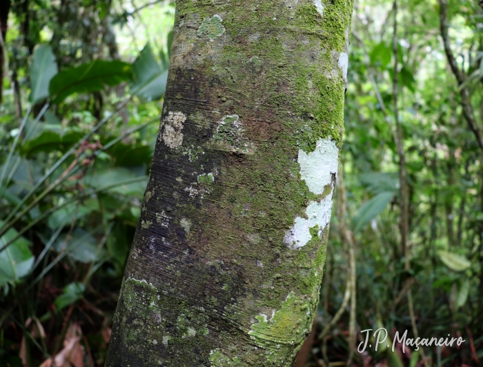 Nectandra leucantha