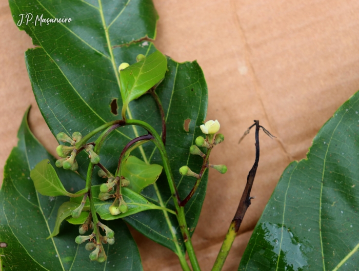 Nectandra leucantha