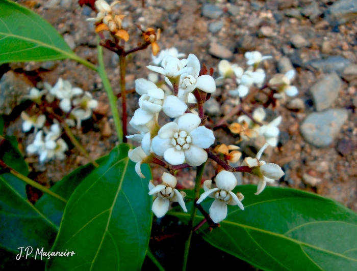 Nectandra leucantha