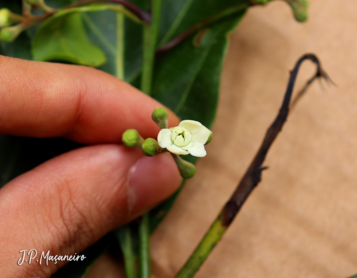 Nectandra leucantha