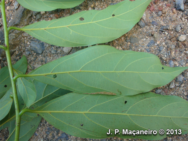 Nectandra leucantha