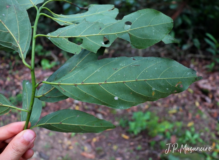 Nectandra leucantha