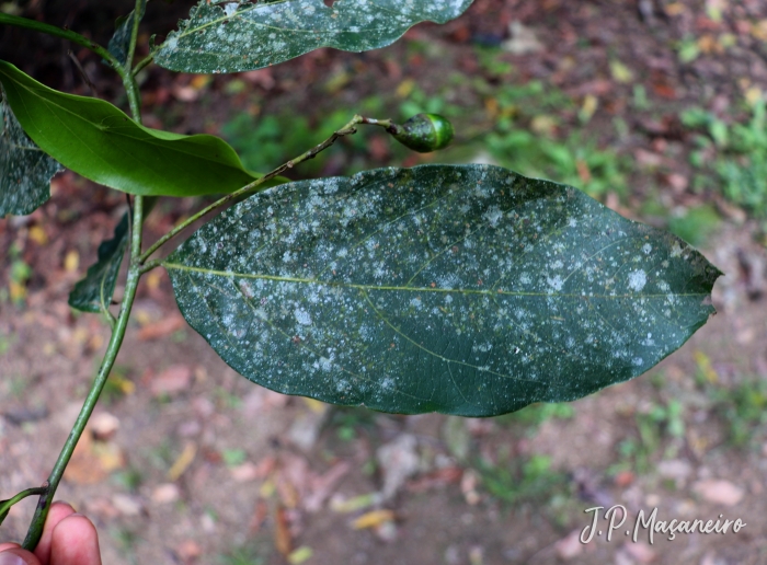 Nectandra leucantha