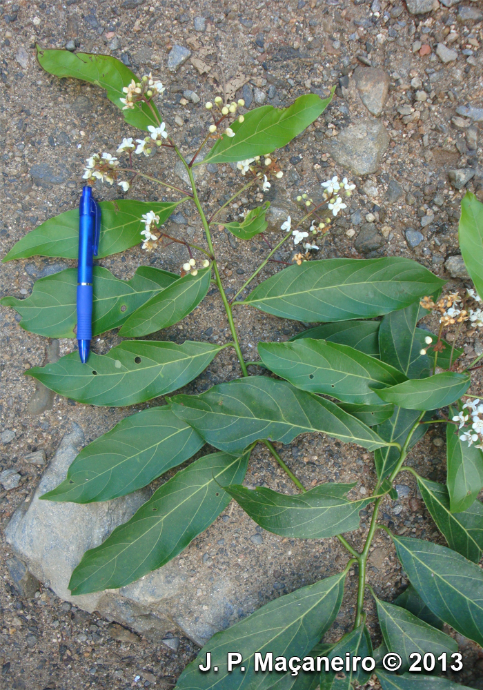 Nectandra leucantha