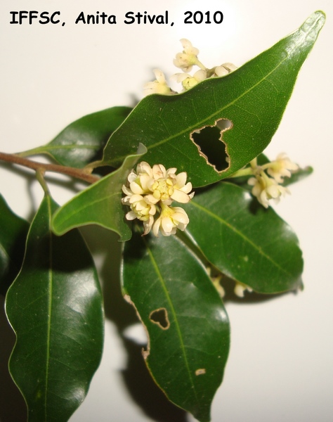 Ocotea elegans