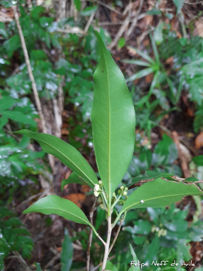 Ocotea elegans
