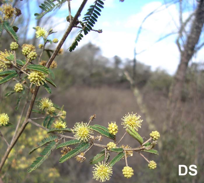 Mimosa pilulifera