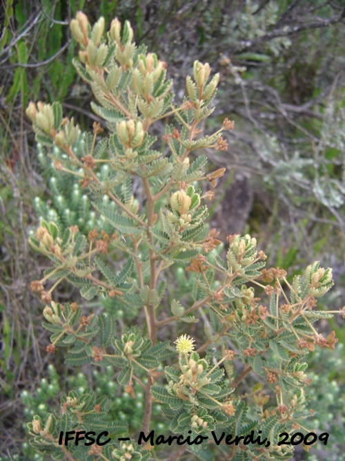 Mimosa pilulifera