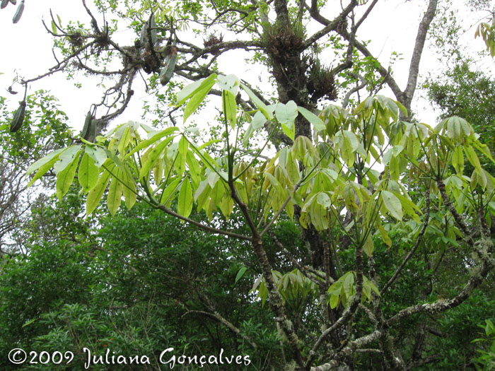 Pseudobombax grandiflorum