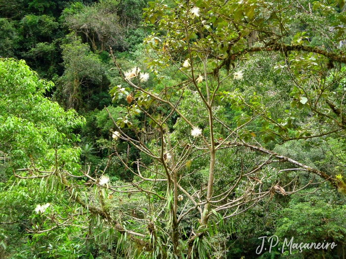 Pseudobombax grandiflorum