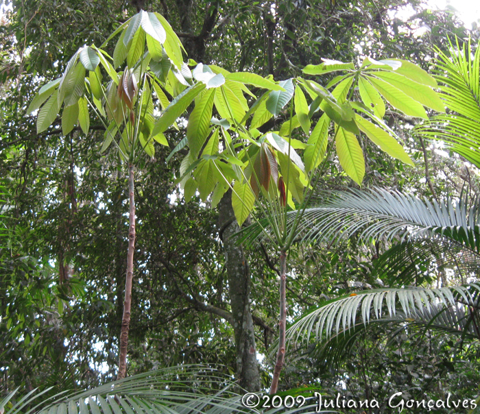 Pseudobombax grandiflorum