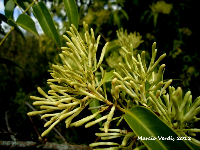 Tripodanthus acutifolius