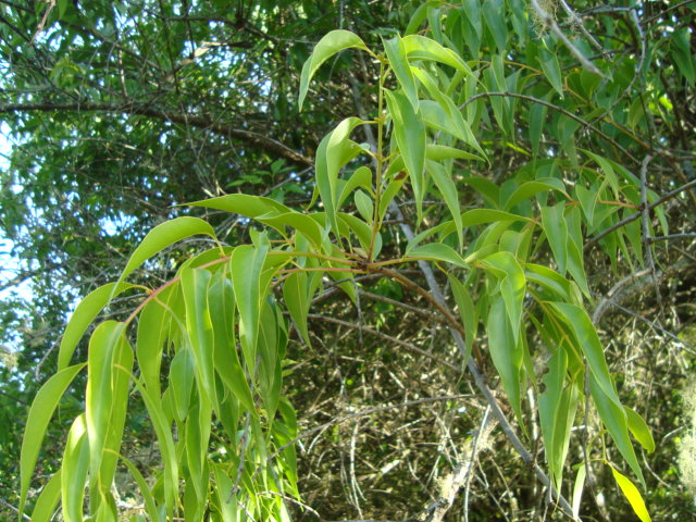 Tripodanthus acutifolius