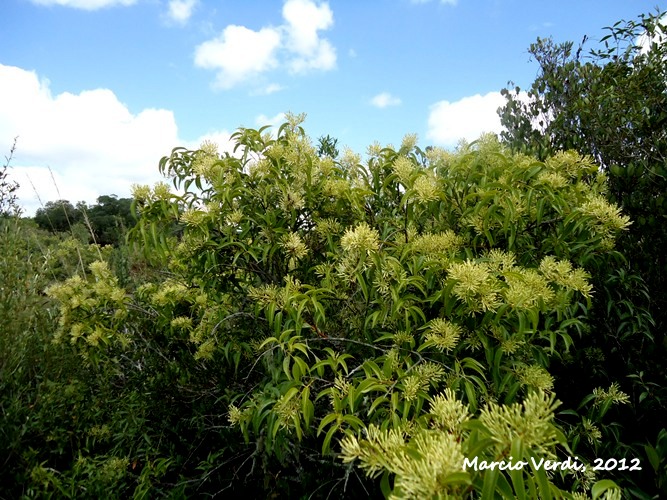 Tripodanthus acutifolius