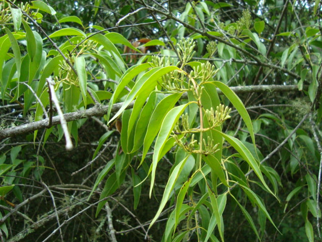 Tripodanthus acutifolius