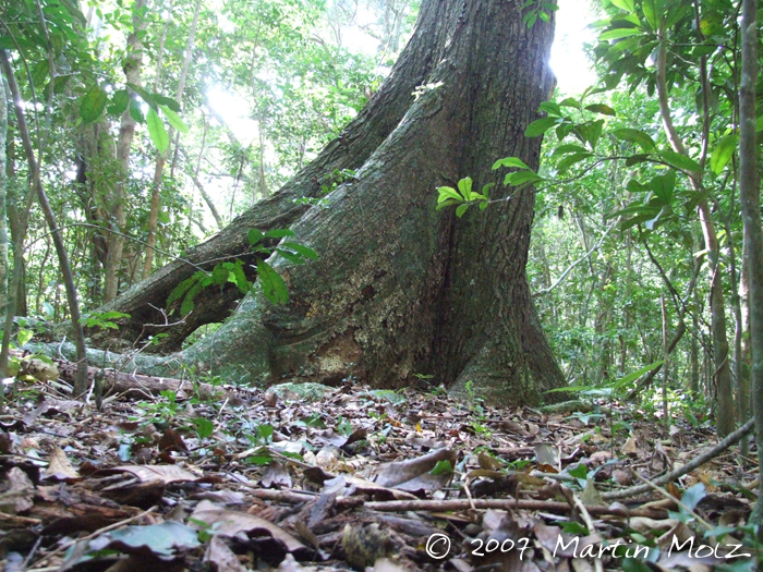 Pseudobombax grandiflorum