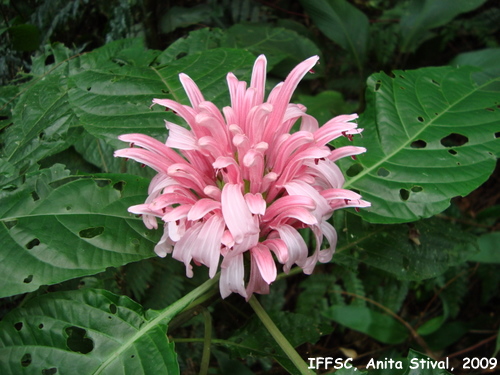 Justicia carnea