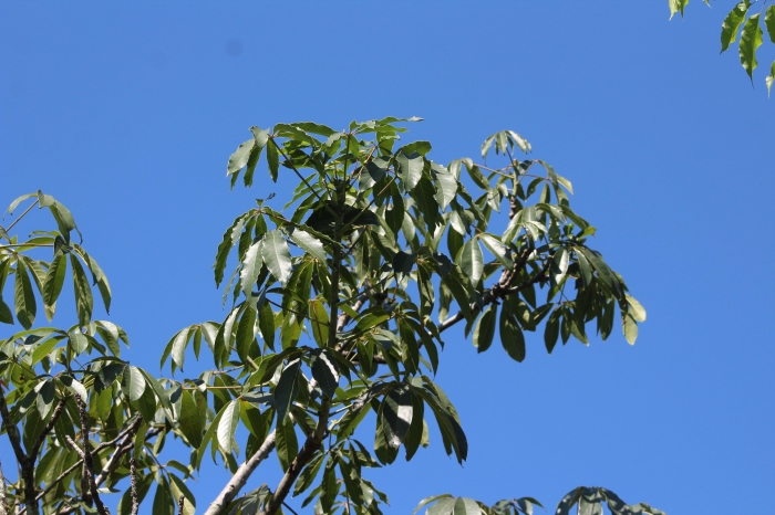 Pseudobombax grandiflorum