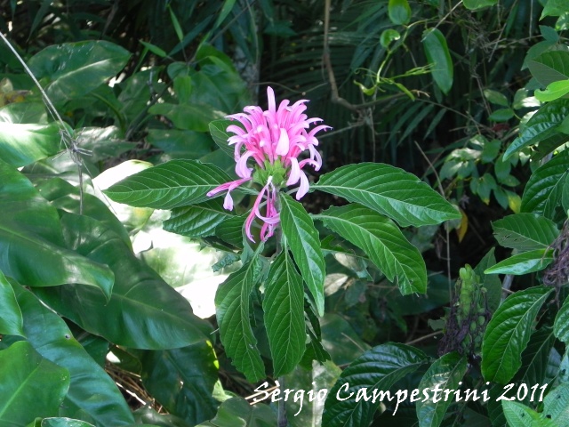 Justicia carnea