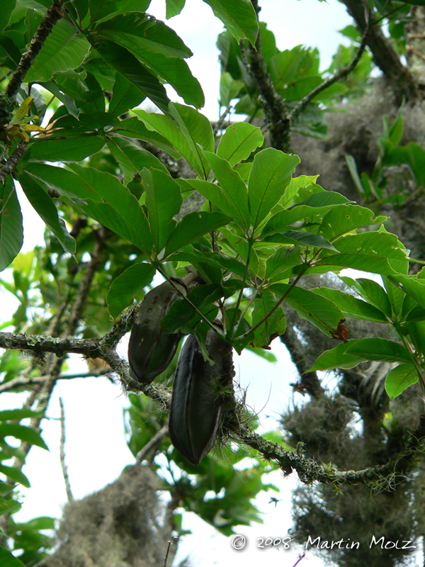 Pseudobombax grandiflorum