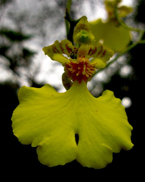 Gomesa bifolia