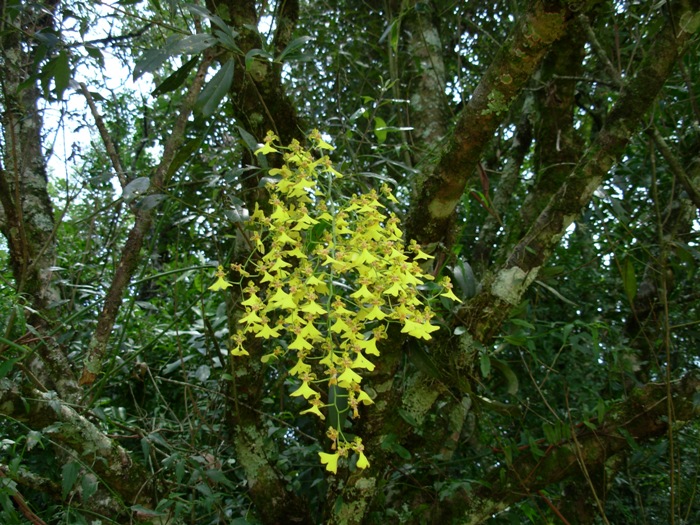 Gomesa bifolia