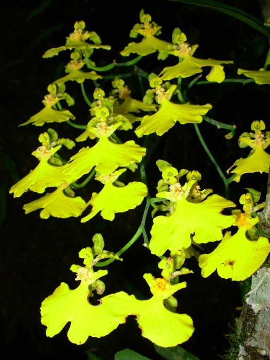 Gomesa bifolia