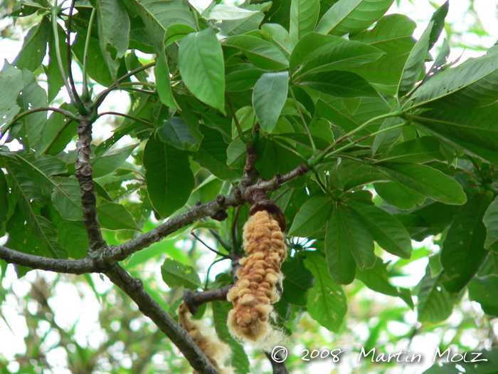 Pseudobombax grandiflorum