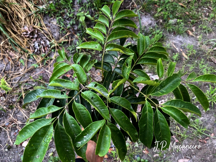 Tapirira guianensis