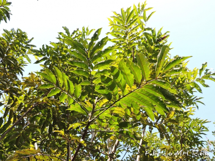 Tapirira guianensis